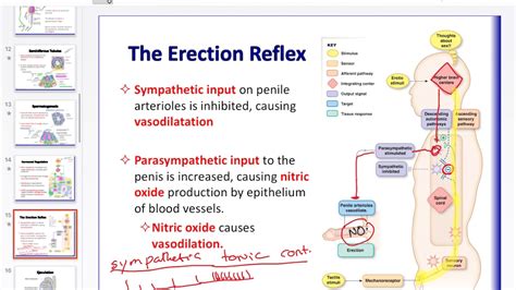 cock image|Penis: Anatomy, Picture, Erection, and Ejaculation